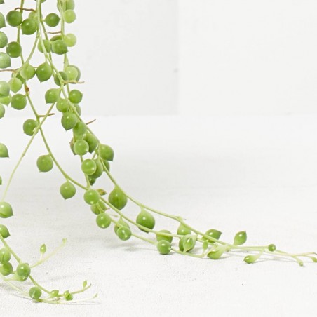SENECIO ROWLEAYANUS 10,5CM
