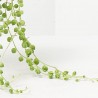 SENECIO ROWLEAYANUS 10,5CM