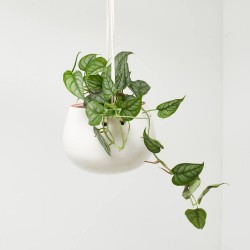 MONSTERA SILTEPECANA 10,5CM