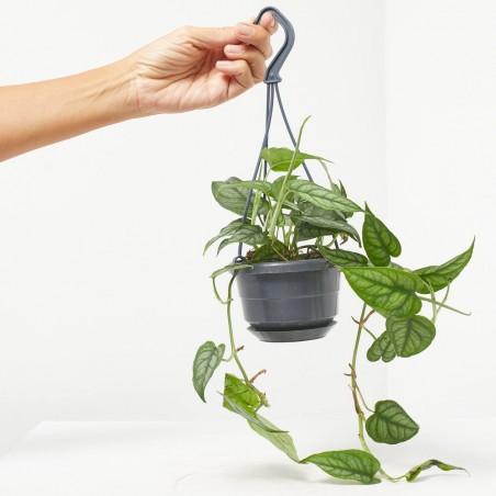 MONSTERA SILTEPECANA 10,5CM