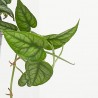 MONSTERA SILTEPECANA 10,5CM