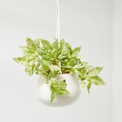 PELLIONIA REPENS VARIEGATA 10,5CM