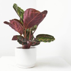 CALATHEA ROSEAPICTA M-12