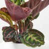 CALATHEA ROSEAPICTA M-12