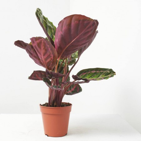 CALATHEA ROSEAPICTA M-12
