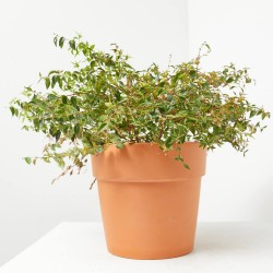 ABELIA FLOR ROSA MACETA 3L