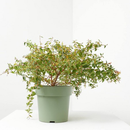 ABELIA FLOR ROSA MACETA 3L