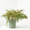 ABELIA FLOR ROSA MACETA 3L