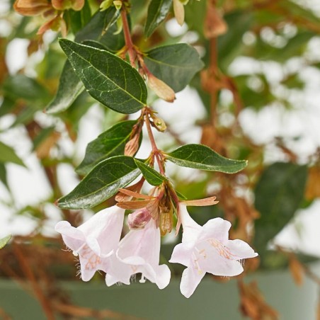 ABELIA FLOR ROSA MACETA 3L
