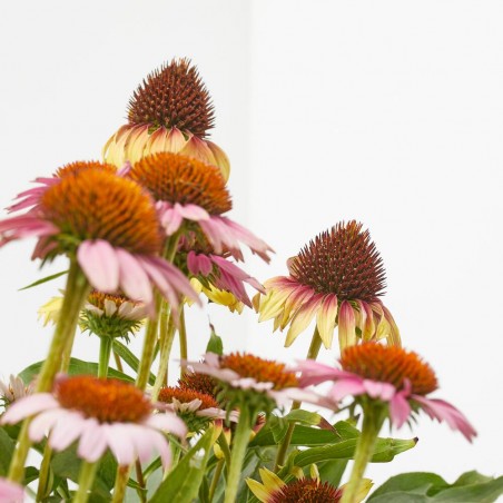 ECHINACEA M-17