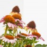 ECHINACEA M-17