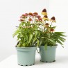 ECHINACEA M-17