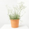 GYPSOPHILA T19