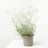 GYPSOPHILA T19