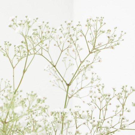 GYPSOPHILA T19