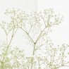 GYPSOPHILA T19