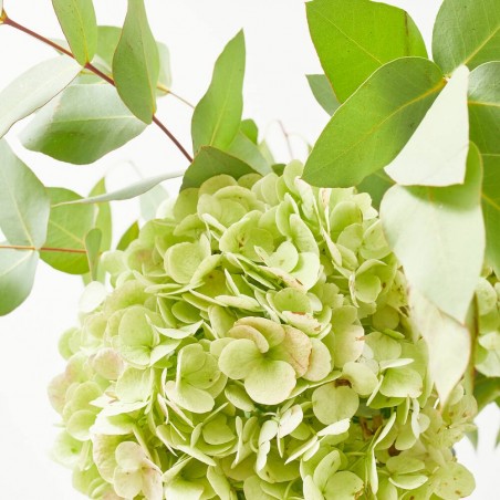 RAMO DE HORTENSIAS