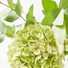 RAMO DE HORTENSIAS
