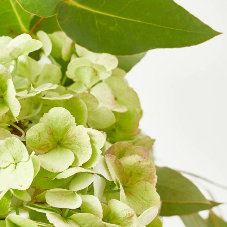 RAMO DE HORTENSIAS