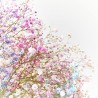 RAMO RAINBOW