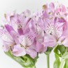 RAMO ALSTROEMERIAS MORADA