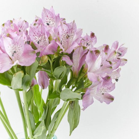 RAMO ALSTROEMERIAS MORADA