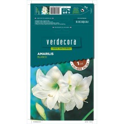 BULBO AMARILIS BLANCO 1 UD