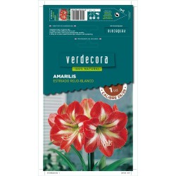 BULBO AMARILIS ESTRIADO ROJO-BLANCO 1 UD