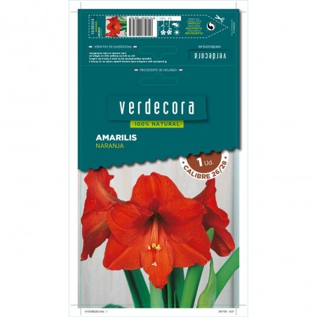 BULBO AMARILIS NARANJA 1 UD