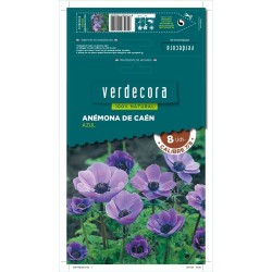 BULBOS ANEMONA CAEN AZUL 8 UDS
