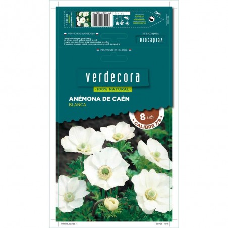 BULBOS ANÉMONA CAEN BLANCA 8 UDS