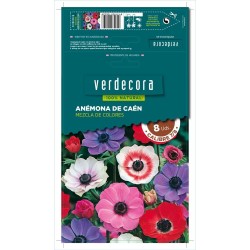 BULBOS ANÉMONA CAEN MEZCLA 8 UDS