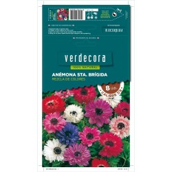 BULBOS ANÉMONA ST.BRIG MEZCLA 8 UDS