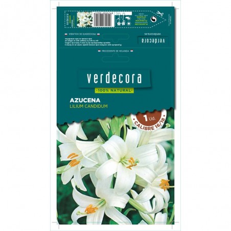 BULBO AZUCENA LILIUM CANDIDUM 1 UD