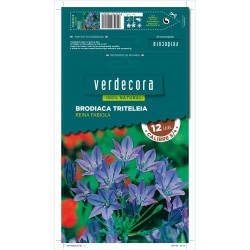 BULBOS BRODIACA TRITELEIA 12 UDS
