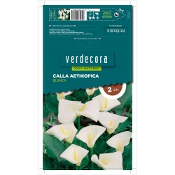 BULBOS CALLA BLANCA 2 UDS