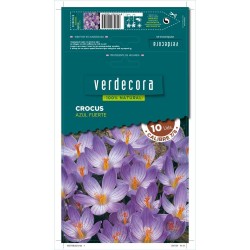 BULBOS CROCUS AZUL FUERTE 10 UDS