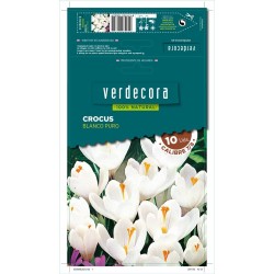 BULBOS CROCUS BLANCO 10 UDS