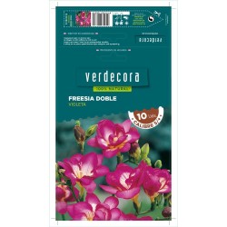 BULBOS FREESIA DOBLE VIOLETA 10 UDS