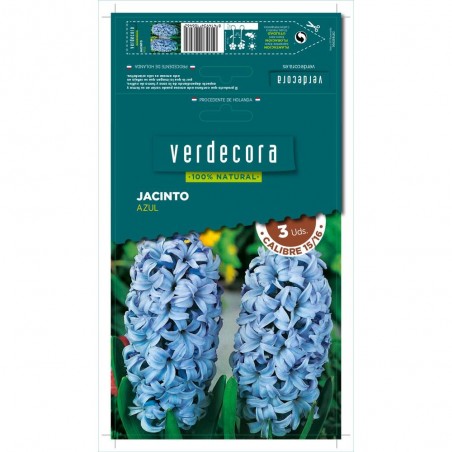 BULBOS JACINTO AZUL 3 UDS