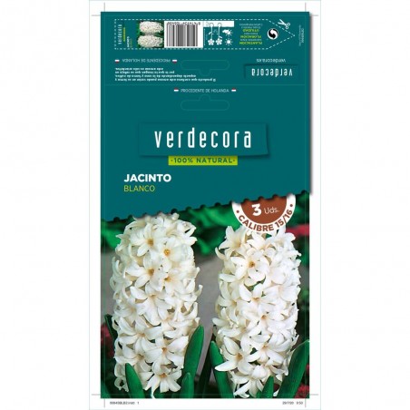 BULBOS JACINTO BLANCO 3 UDS