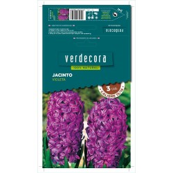 BULBOS JACINTO VIOLETA 3 UDS