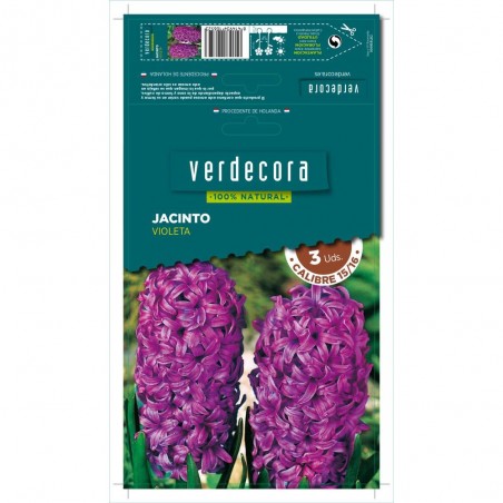 BULBOS JACINTO VIOLETA 3 UDS
