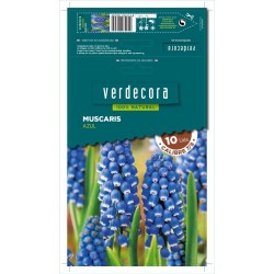 BULBOS MUSCARIS AZUL 10 UDS