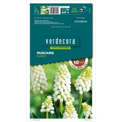 BULBOS MUSCARIS BLANCO 10 UDS