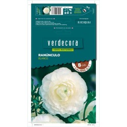 BULBOS RANUNCULO BLANCO 8 UDS