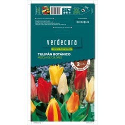 BULBOS TULIPÁN BOTÁNICO MEZCLA 2 UDS