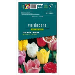 BULBOS TULIPÁN CRISPA MEZCLA 2 UDS