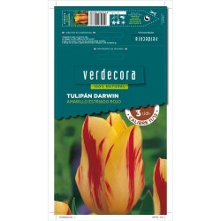 BULBOS TULIPAN DARWIN AMARILLO/ROJO 3 UDS