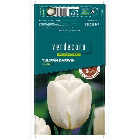 BULBOS TULIPAN DARWIN BLANCO 3 UDS